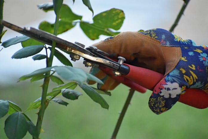 pruning, shears, plant