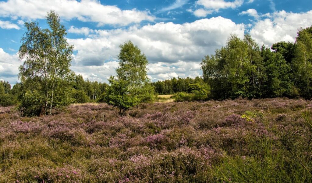 pagan, heather, eifel